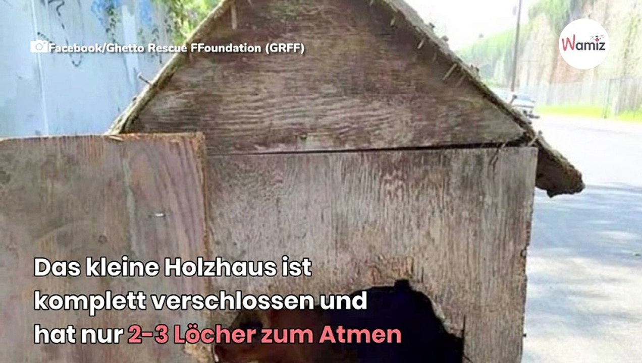 Auf er Straße liegt eine kleine Hütte: Sie schauen hinein und sind konsterniert!