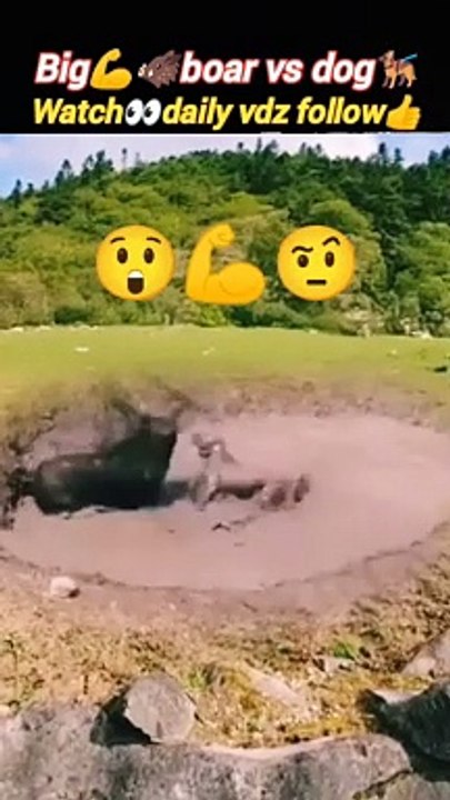 Dog‍vs boar | boar attack | dog attack | dog bite force | #trending #animal #dog #nature #cute