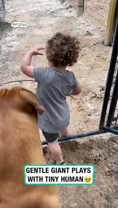 FbVideo_1729711751324