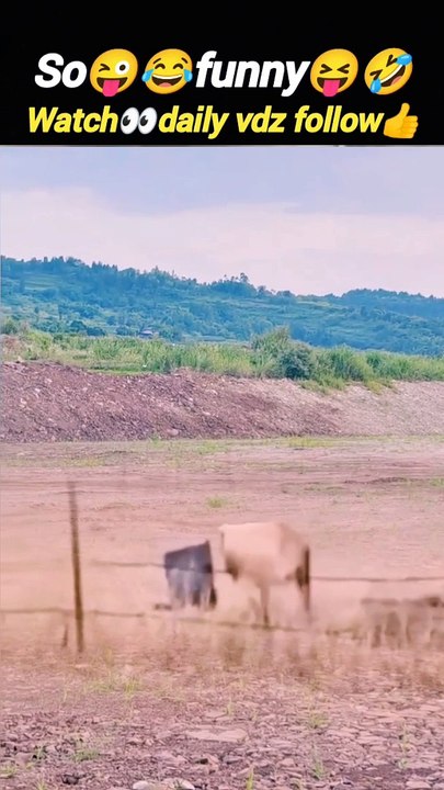 Funny video | animals funny moments | comedy video | funny moments | #trending #animal #nature