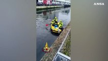 Milano, i vigili del fuoco salvano un capriolo rimasto bloccato nel Naviglio Grande