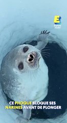 Ce phoque bloque ses narines avant de plonger