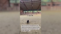 El increíble trabajo que hacen estos Border Collies enamora al mundo