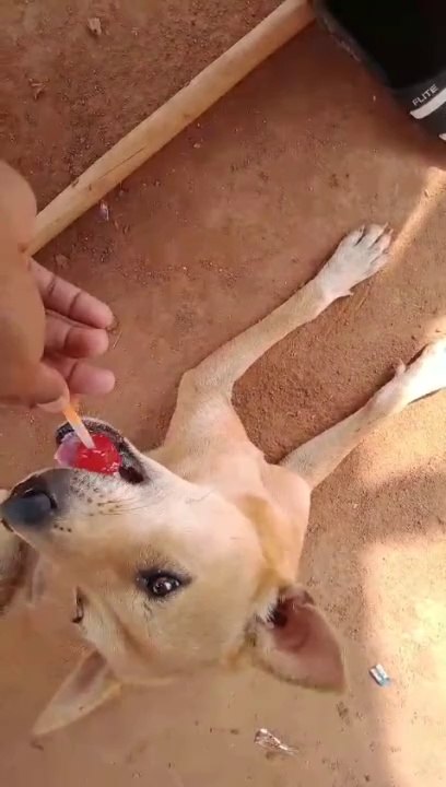 Animals lovers
