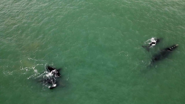 VÍDEO: Oito Baleias-Francas são avistadas em Imbituba
