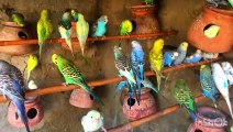 Beautiful Australian Parrots Sounds Beautiful Budgies sounds _birds _sound _parrot