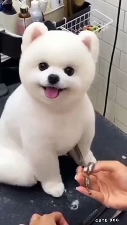 Cute  pet