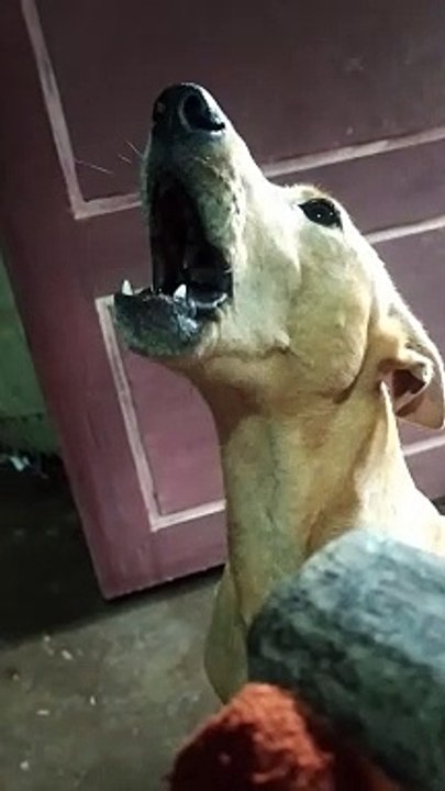 #vlogvideo dog  my fast vlog entertainment vlog family vlog video viral vlog