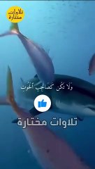 #عبدالباسط رحمة الله عليه ✨#Quran #قران_كريم