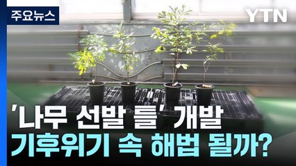 메마른 땅에서 잘 자라는 나무 찾는다...참나무류 건조 내성 기준 마련 / YTN