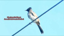 Curious Juvenile Red-vented Bulbul Gets Startled by Black Kite Call!