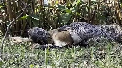 Incrível! Píton Engole um Veado Inteiro 🐍