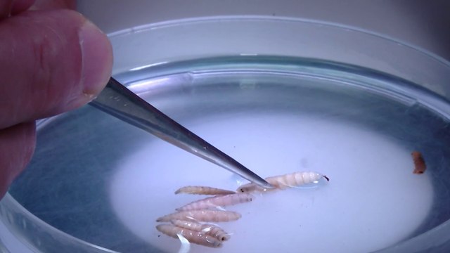 tn7-costa-rica-llega-a-10-mil-casos-de-gusano-barrenador-251024