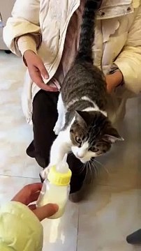 2024 best animals videos #cutecatvideos #funnycatvideos #cuteanimals #funny #reels #shortsvideo #shorts #animal #funny animals #cat #animals #fyp