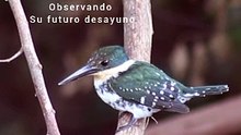 Marin pescador - Kingfisher