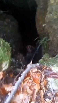 Lecco, il cane Blues cade in una grotta: lo salva dopo 2 giorni e mezzo il cane Gordon