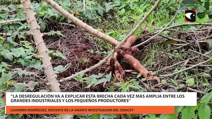 Yerba mate aseguran que la desregulación de Milei implicó una pérdida de acelerada de ganancia para el pequeño productor en meses