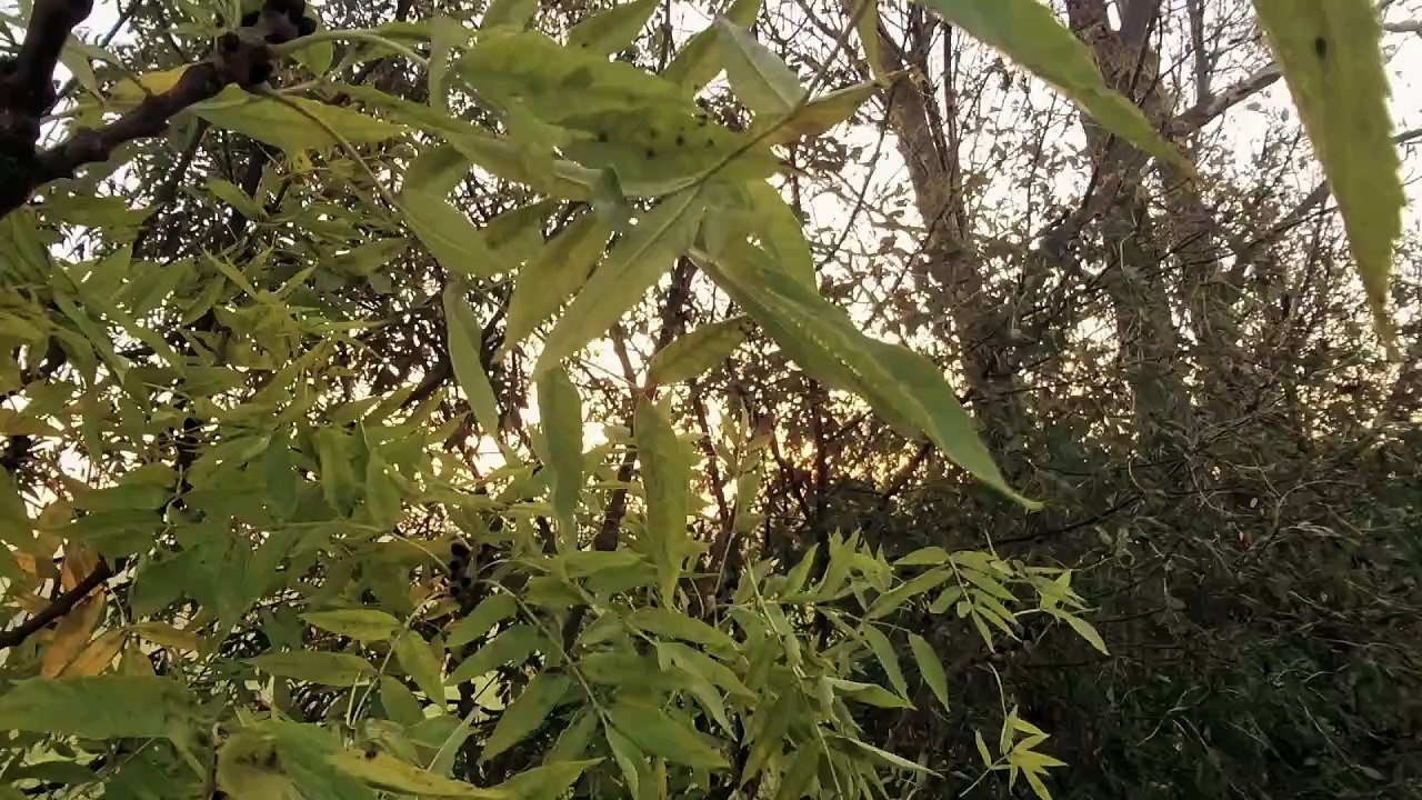 + + PFARRSDORF TERRASSE III SONNENAUFGANG + +