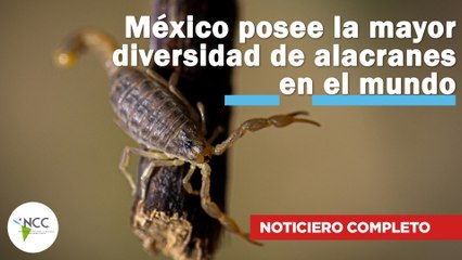 México posee la mayor diversidad de alacranes en el mundo | 703 | 28 de octubre-3 de noviembre 2024