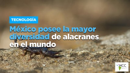 México posee la mayor diversidad de alacranes en el mundo