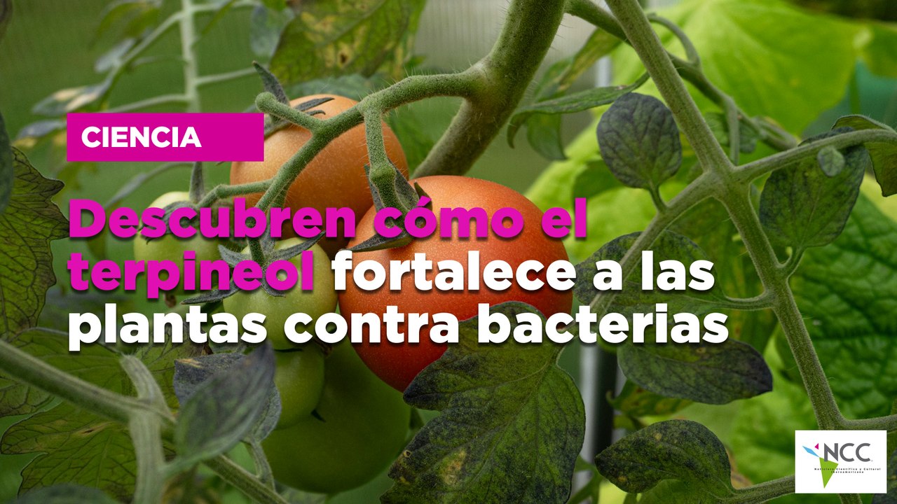Descubren cómo el terpineol fortalece a las plantas contra bacterias