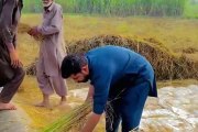 Old culture of Punjab purani yadain Sanjah punjab routine work in village old culture of Punjab village