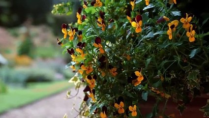 Documental cosmos 1x05 Ocultas a plena luz del día