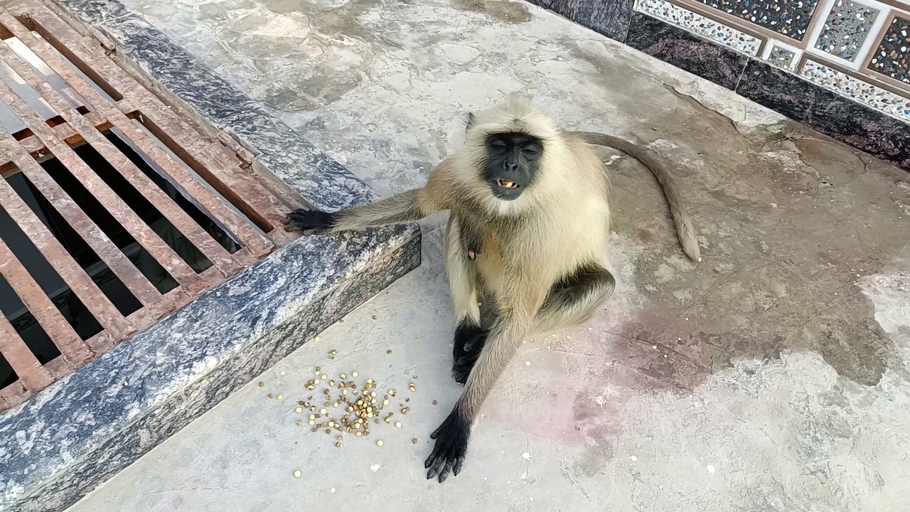 Feeding chane to monkeys