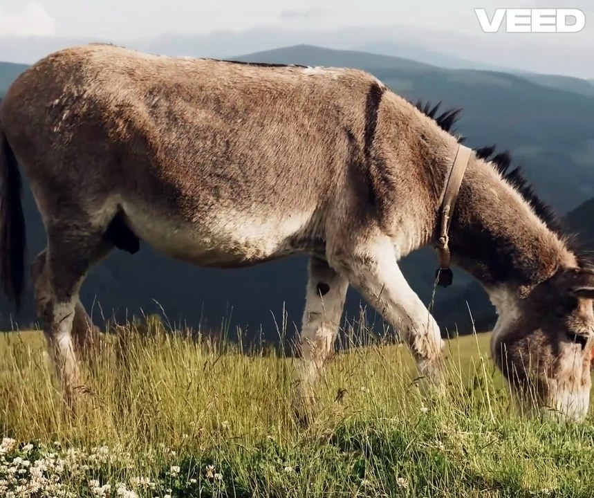 Lazy Donkey Learns a Valuable Lesson