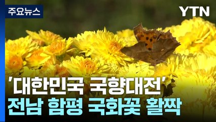 가을 분위기에 '흠뻑'...함평에서 즐기는 국향대전 / YTN