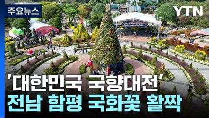 가을꽃 국화로 만든 성탄 풍경...함평 국화축제 / YTN