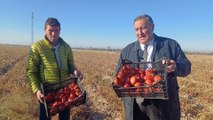 CHP'li Gürer: Boz toprak kırmızıya çaldı, domates tarlada kaldı!