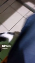 El gatito pernanca ya crecio es pequeño de edad pero grande de cuerpo #shorts #animales #mascotas