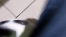 El gatito pernanca ya crecio es pequeño de edad pero grande de cuerpo #shorts #animales #mascotas