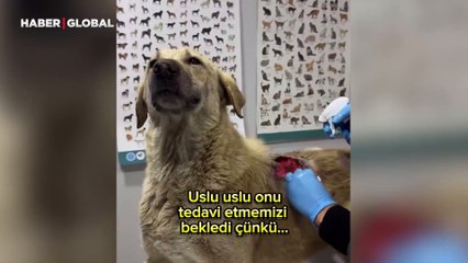 Afyon’da kurtarılan köpek, yaralarını iyileştiren veterinerlere gülümsedi
