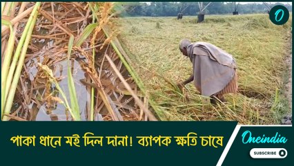 পাকা ধানে মই দিল দানা! ব্যাপক ক্ষতি চাষে, এবার শীতে আর মিলবে না কপি, গাজর?