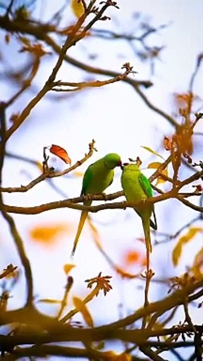 bird little