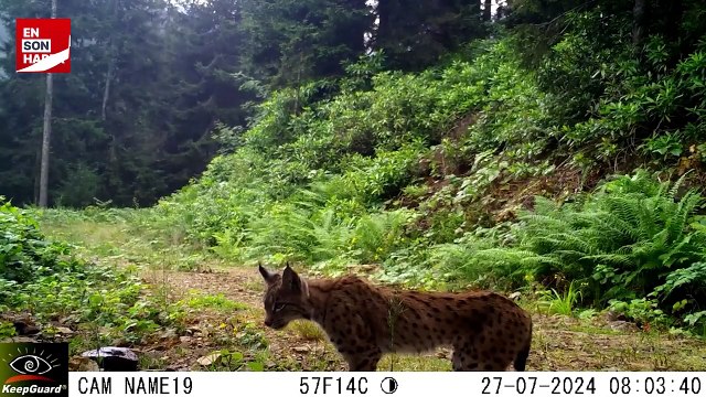 Milli Parklar: Vaşak ve ayıyı selamlıyoruz