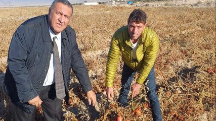 "Boz toprak kırmızıya çaldı, domates tarlada kaldı"