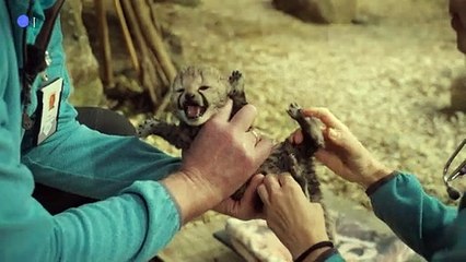 First medical visit for newborn cheetahs at Norwegian zoo