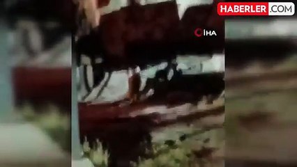 Camiye Giren Tilki Cemaatin Yüzünü Gülümsetti