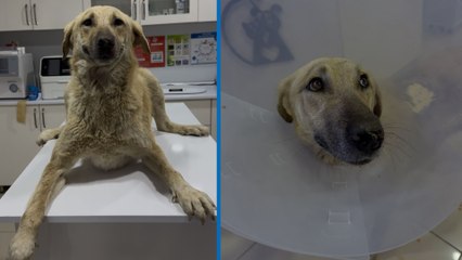 Yaralı köpek, kendisini iyileştiren veterinerlere gülümseyerek teşekkür etti