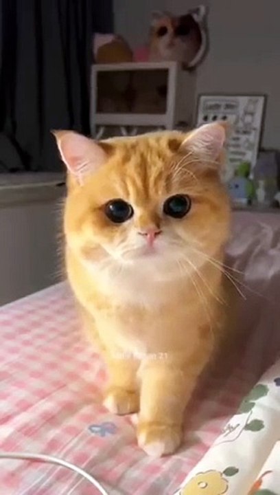 Saudiarbia cats