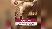 أبقار أفريقية بقرون غريبة الشكل