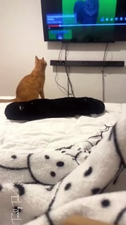 Kitty Got Overstimulated