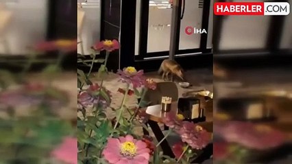 Tilki, Ciğerci Dükkanının Sevimli Müdavimi Oldu