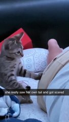 She Really Saw Her Own Tail and got Scared
