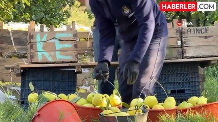 Dünyanın En Kaliteli Ayvası: Sakarya'nın Sarı Elması Hasat Ediliyor