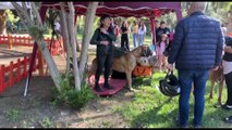 Messina, a villa Dante l'esposizione canina organizzata dal gruppo cinofilo peloritano