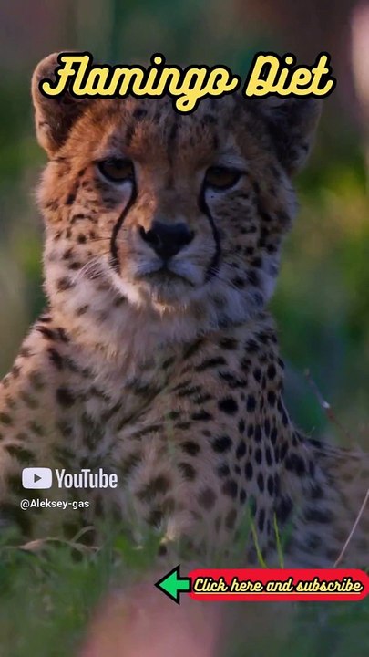 Animal Facts    Flamingo Diet      #shorts